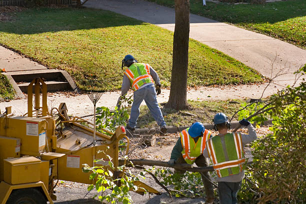 Why Choose Our Tree Removal Services in Hamlin, WV?